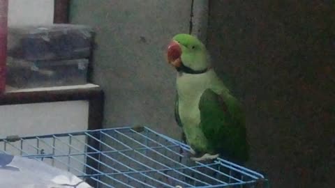 Indian parrot ringneck talking and whistleing