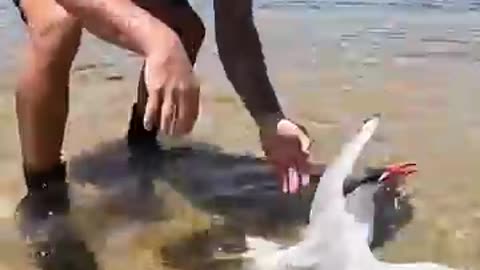 Sea Bird Stuck In Extreme Hot Weather