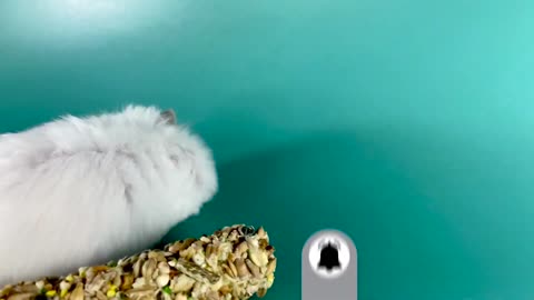Hamster’s eating carrot, grains and bell pepper ❤️🐹 ASMR #21 #crunchcrunchhamster #hamster #asmr