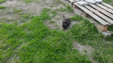 Black cat and sunset