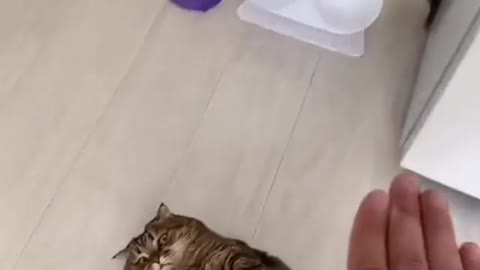 You will be amazed at the cat doing this.😂...more.