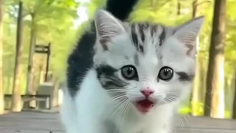 Cute and adorable kitty 😍🥰💕