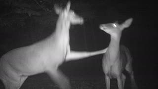 Night time wildlife bucks