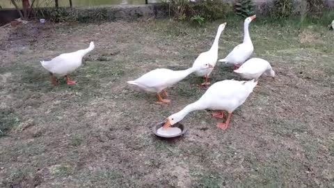Feed ducks bread or junk food. Foods have no nutritional value to ducks and can cause painful