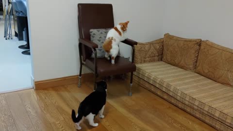 Cat Terrorizes Other Cats