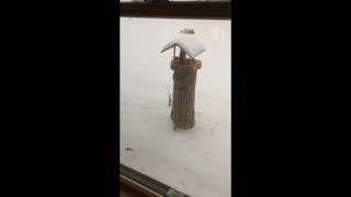 Snowy Birdfeeder