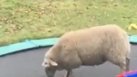 Sheep gets double bounced on trampoline