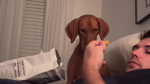 Hungry pup hilariously drools over goldfish snack