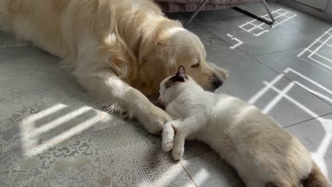 The Cat that never leaves the Golden Retriever