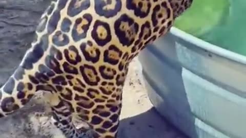 Chunky Dunking Jaguar! SO CUTE