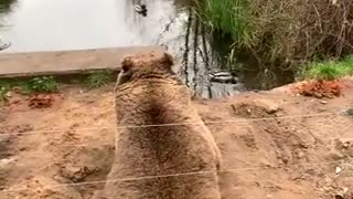 Bear Digs a Sitting Pit to Watch Her Favorite Duckies