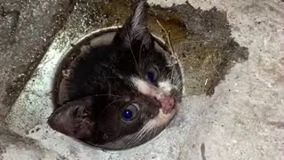 The rescue of a trapped stray cat.