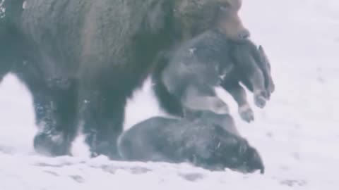Bear 🐻 hunting muskox