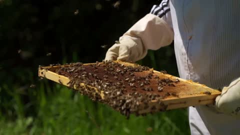 Bees videos