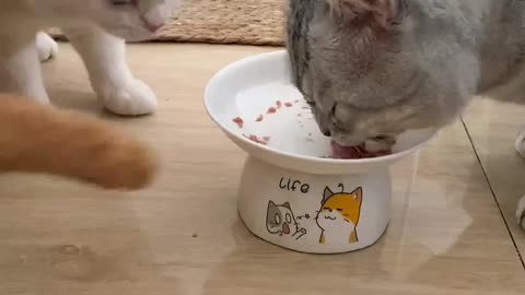 Three cat 😺 eating food