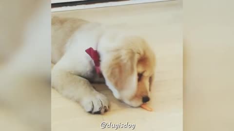 Golden retrievers puppies compilation 4