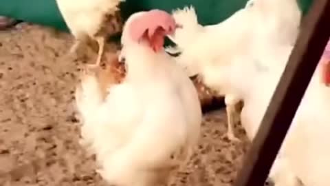 Feisty Rooster