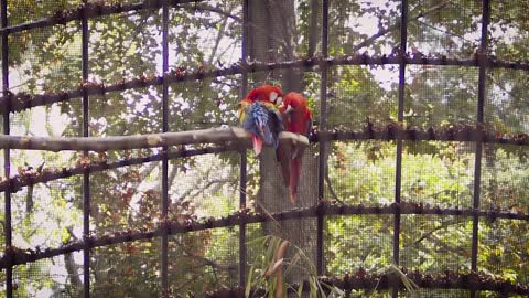 Macaw Bird Pen Cage Footage Zoo Animal Wild Life