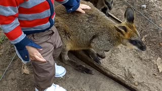 Cool kid with KANGAROO