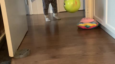 Cat Hopping on Back Legs with Spread Arms Chases Ball