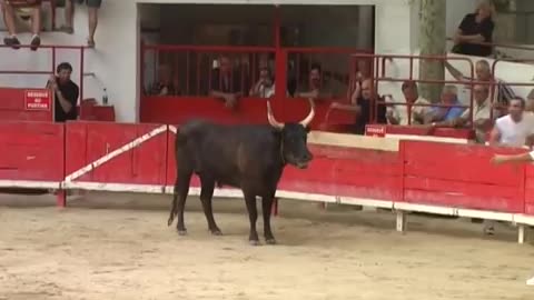 French Bullfighting Without blood. Without blood. The bull always returns alive to the field.