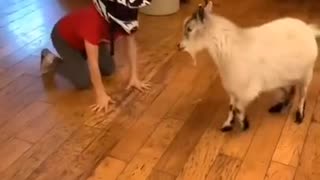 Shorts - Boy Meets Goat