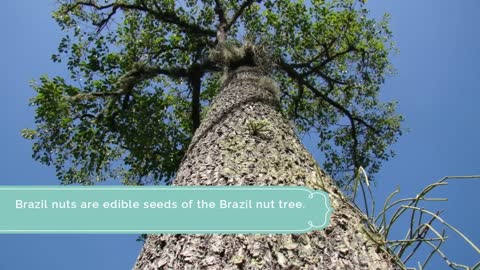 Interesting Facts About Brazil Nuts | Sincerely Nuts