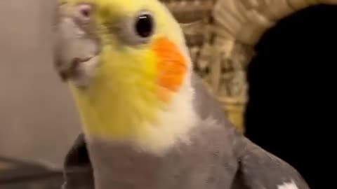 Beautiful colorful parrot singing
