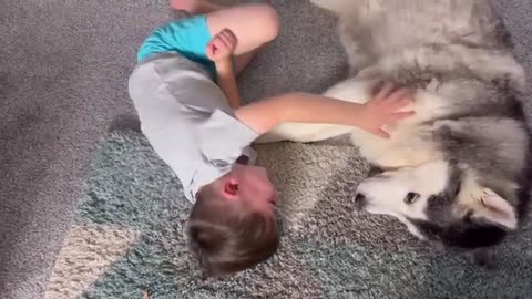 Baby CRAWLS To Her Husky For Attention Is The Cutest Thing Ever!😭.