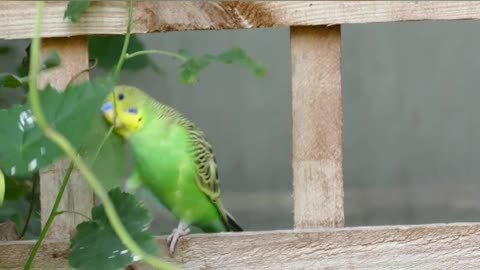 Wonderful and beautiful bird singing in the air