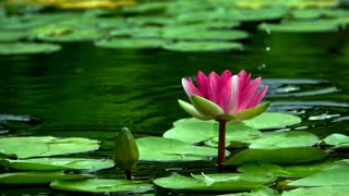 Beautiful lotus flower in a lake