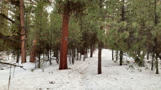 In Pine Tree Heaven – Bandit Springs Sno-Park – Central Oregon – 4K