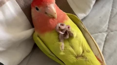 Fred the Pet Parrot Relaxes in Bed __ ViralHog