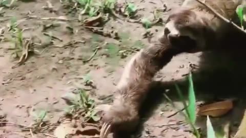 Sloth Slowly Creeps Past Anaconda