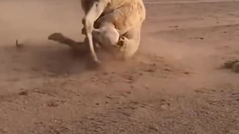 Dangrous camel😱