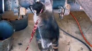 Raccoon Helps Supervise Trucker in Shop