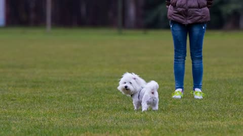 Puppy jumping to owner for a treat. Cute white Maltese puppy on green field unsure where to go