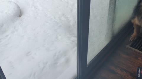 My dog no like snow ❄️🌨️