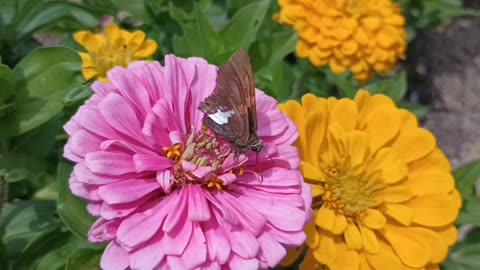 Silver-spotted skipper