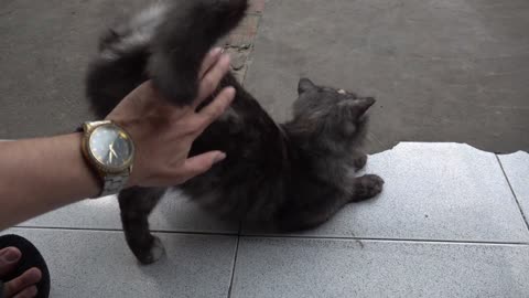 The sweetest and feisty funny cat will not regret it