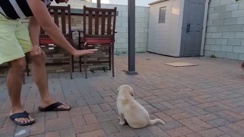 Labrador training video