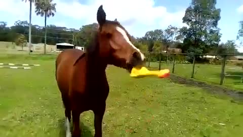 Squeaky toy & horse