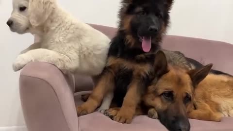 German Shepherd Reaction to Puppies Playing