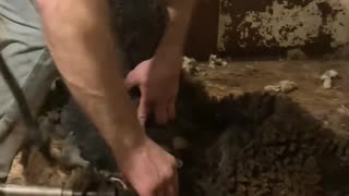 Shearing Sheep on an American Shearing Trailer