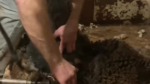 Shearing Sheep on an American Shearing Trailer