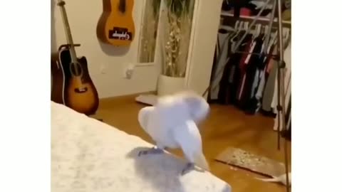 Amazing Bird Dancing to Its Own Beat