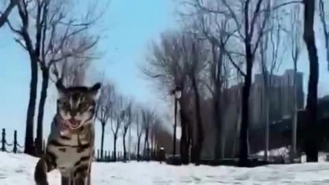 My Pet is running on the snowy road