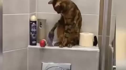 Funny animal videos|Cute animal videos |Funny dog&cat videos|Hilarious pet videos|funny video