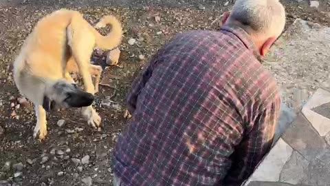 MAN WHISPERING TO CATS