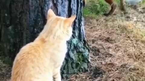 amazing funny video #reels #funnny #animals